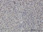 PTRF Antibody (monoclonal) (M02)